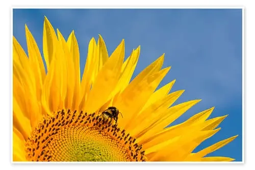 Sunflower against blue sky de Edith Albuschat