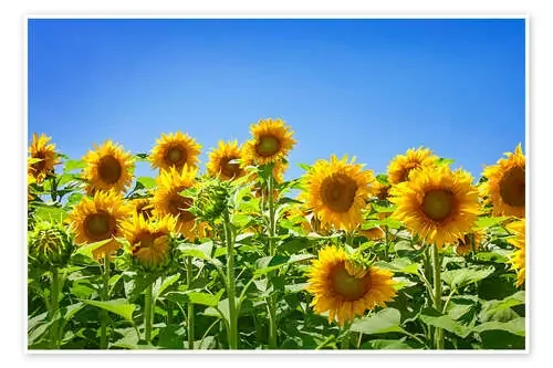 Sunflowers de Elena Schweitzer