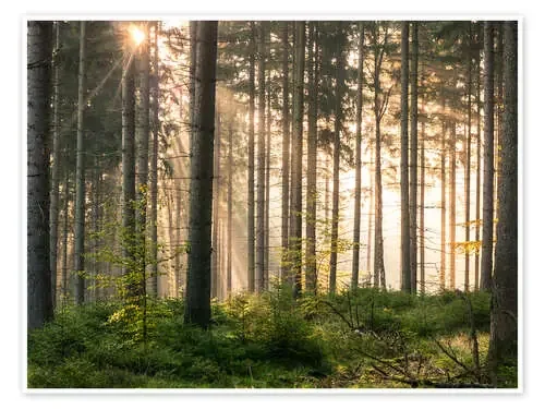 Sunlight in fall forest de Andreas Wonisch