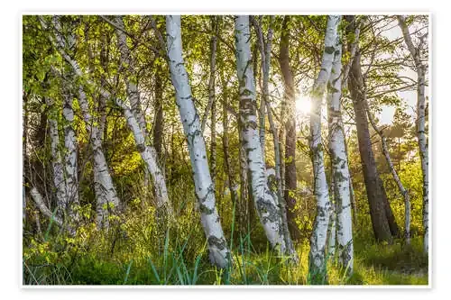 Sunny birch forest de Christian Müringer