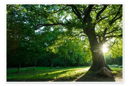 Sunrise in the Park de Martin Wasilewski
