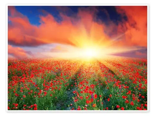 Sunset over a field of red poppies Editors Choice
