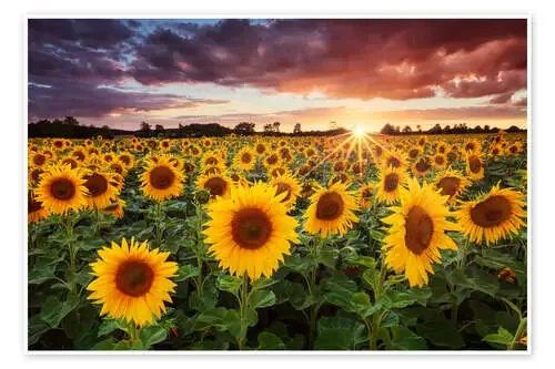Sunshine de Michael Breitung