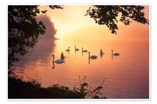 Swan lake de Silvio Schoisswohl