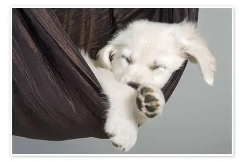 Sweet Dreams Golden Retriever 2 de Monika Leirich