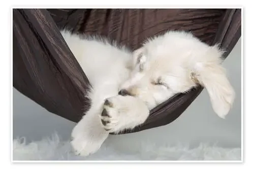 Sweet dreams golden retriever de Monika Leirich