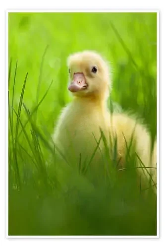 Sweet little goose in the green grass Editors Choice