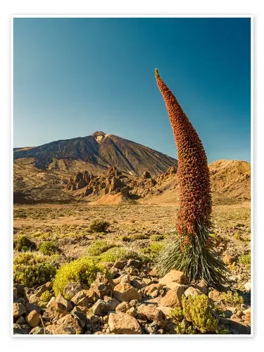 Tajinaste y Teide (Tenerife) de Siegfried Heinrich