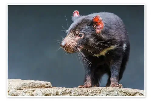 Tasmanian devil Editors Choice