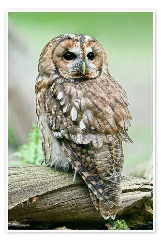 Tawny owl de Linda Wright Science Photo Library