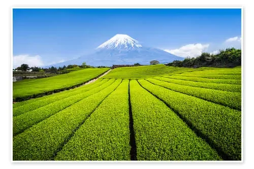 Tea plantation with Mount Fuji in Shizuoka, Japan de Jan Christopher Becke