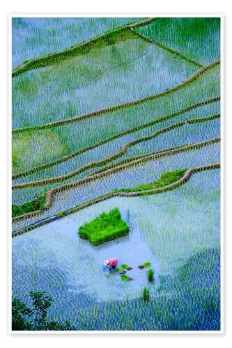 Terrazas de arroz de Banaue. de Michael Runkel Danita Delimont
