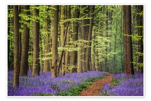 The blue carpet de Roelof de Hoog