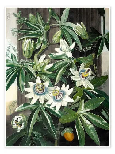 The blue passion flower (Passiflora caerulea) de Robert John Thornton Bridgeman Images