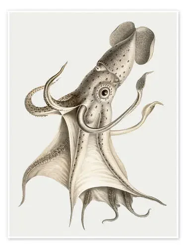 The Cockeyed Squid de Carl Chun Nook Vintage Archive