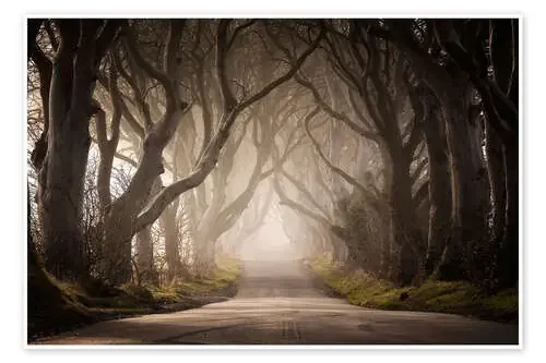 The Dark Hedges de Carsten Meyerdierks