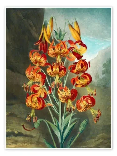 The Superb Lily de Robert John Thornton Master Collection