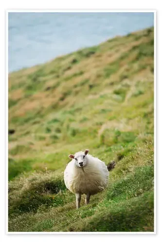 Thick sheep, Heimaey Island de Christian Kober Robert Harding