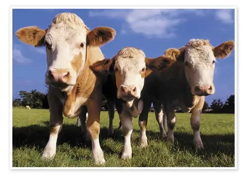 Three cows de Greg Cuddiford MGL Licensing