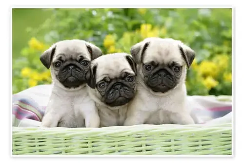 Three pug pups de Greg Cuddiford MGL Licensing