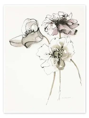 Three Somniferums Poppies de Shirley Novak Wild Apple Graphics