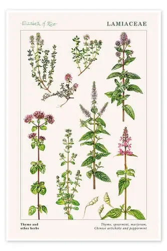 Thyme and other herbs de Elizabeth Rice Bridgeman Images