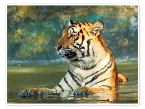 Tiger lying in the water Editors Choice