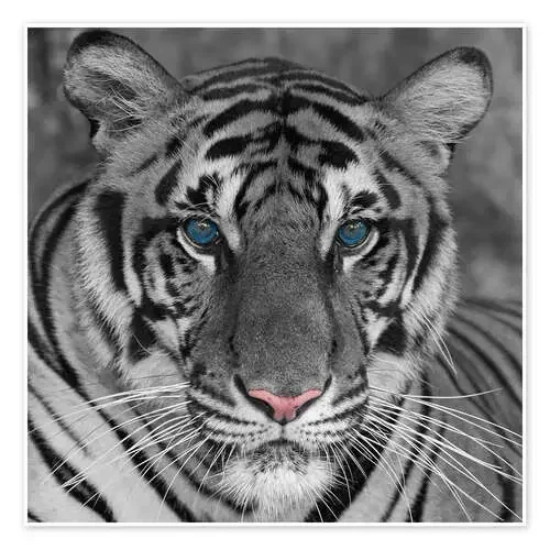 Tiger with color accents Editors Choice