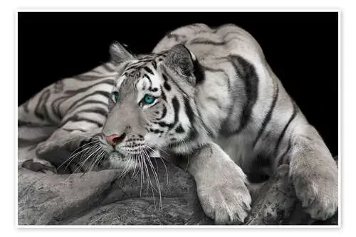 Tigre curiosos Editors Choice