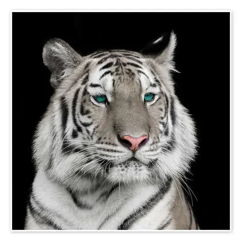 Tigre de Sumatra con ojos turquesas Editors Choice