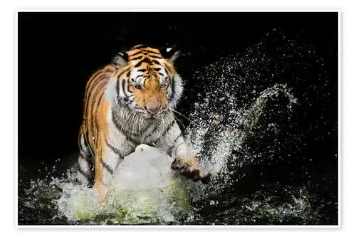 Tigre en el agua Editors Choice