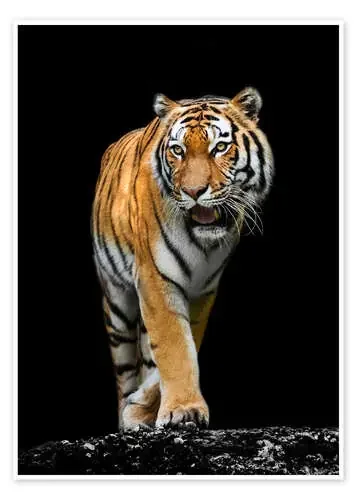 Tigre macho Editors Choice