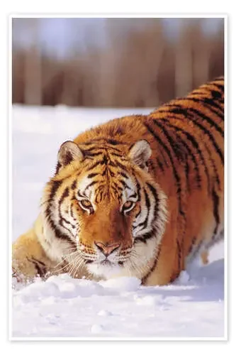Tigre siberiano en la nieve de John Hyde Design Pics