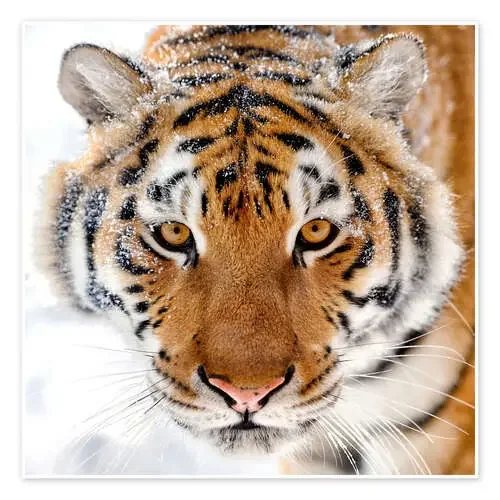 Tigre siberiano en la nieve Editors Choice