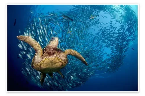 Tortuga verde de Bali de Dave Fleetham Design Pics