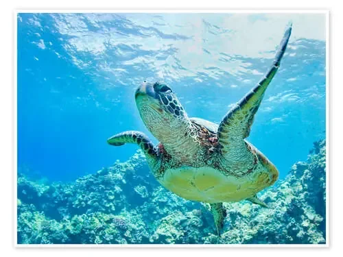 Tortuga verde de Hawai de M. Swiet Design Pics