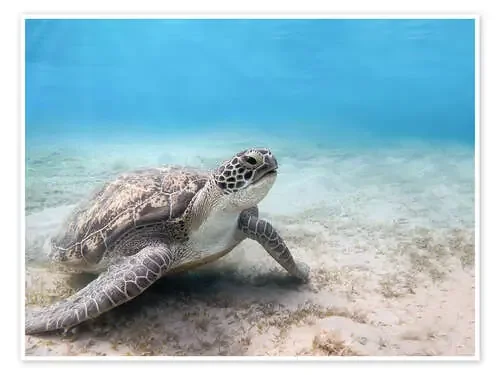 Tortuga verde Editors Choice