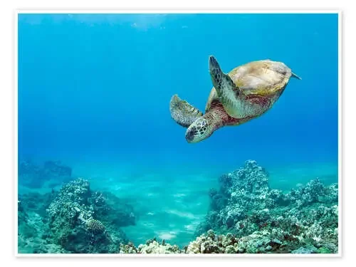 Tortuga verde I de M. Swiet Design Pics