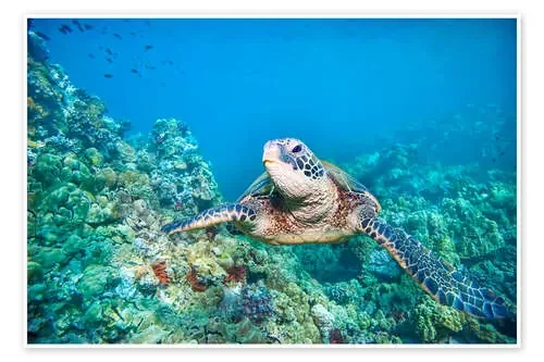 Tortuga verde II de M. Swiet Design Pics