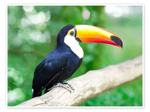 Toucan de Ktsdesign Science Photo Library