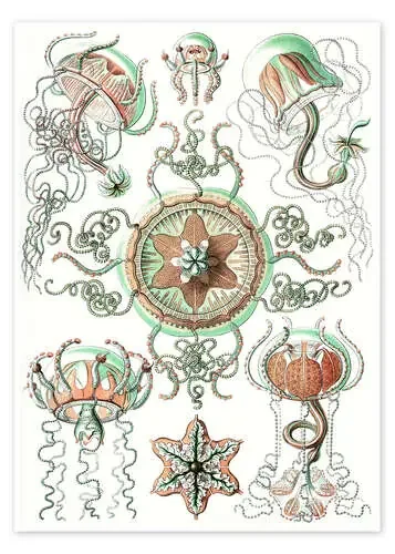 Traquimedusas, Trachomedusae (Obras de arte de la naturaleza, 1899) de Ernst Haeckel Master Collection