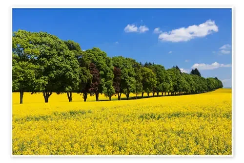 Tree Alley in a rape field, Swabian Alb de Markus Lange