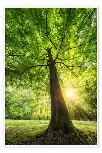 Tree trunk of a beech with sunbeams de Jan Christopher Becke