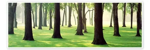 Trees in a Lawn Panoramic Images
