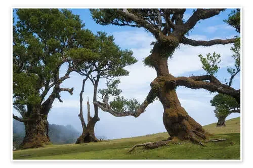 Trees of Madeira – the lady de Martin Podt