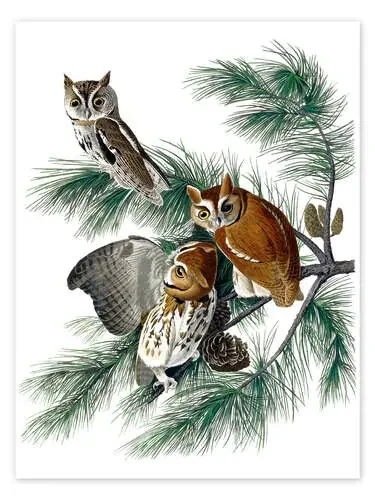 Tres búhos de John James Audubon Bridgeman Images