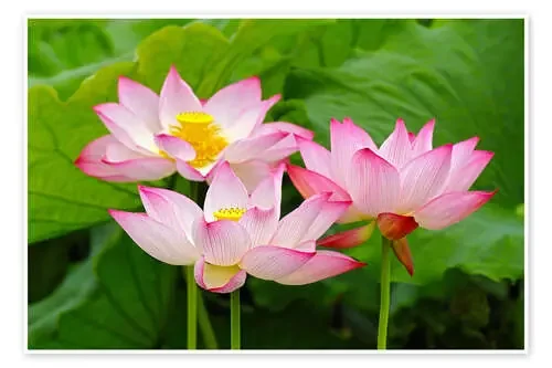 Tres flores de loto indias de Adam Jones Danita Delimont