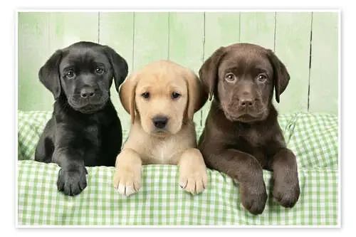 Tres labradores de Greg Cuddiford MGL Licensing