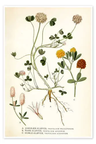 Trifolium arvense de Carl Axel Magnus Lindman Master Collection