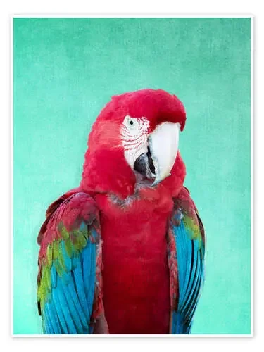 Tropical macaw de Alex Saberi